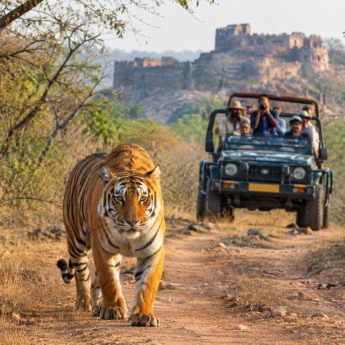 Golden Triangle Tour with Ranthambore
